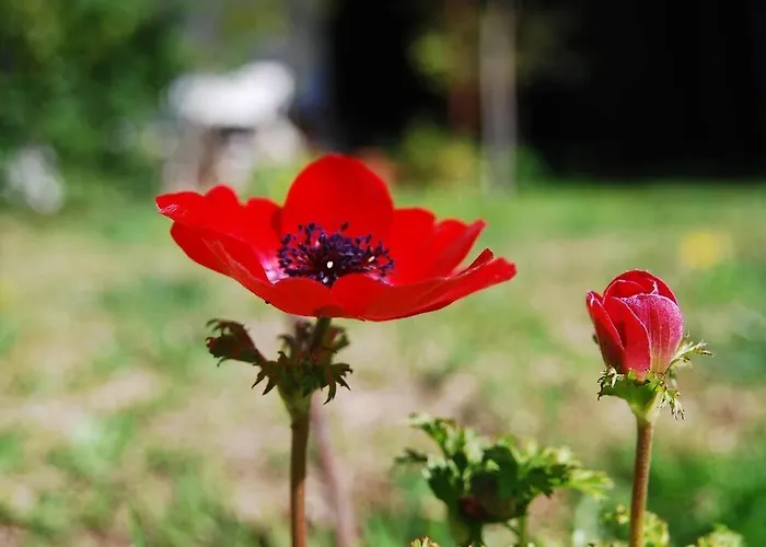 Garden House With Sea View *