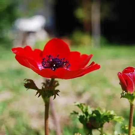 Garden House With Sea View *